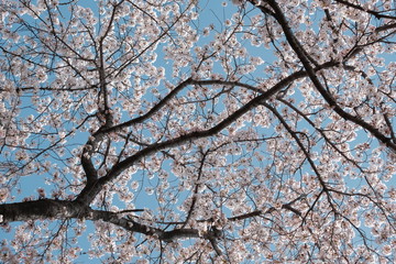 Obraz premium 桜
