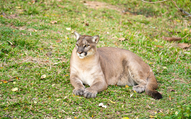 Fototapeta premium puma or cougar resting on green grass