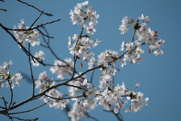 Obraz premium 桜