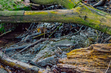 stream in the forest