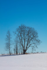 Snowy landscape with two leafless trees in Finland. In the background a bright blue sky.