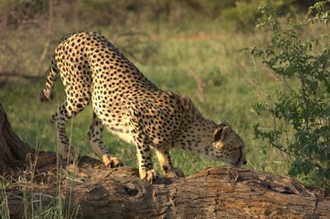 Südafrikanischer Leopard