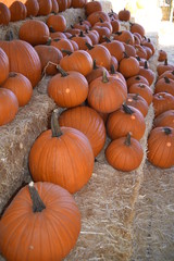Arizona Autumn pumpkins, pumpkin field, gourdes, ghost pumpkin and squash