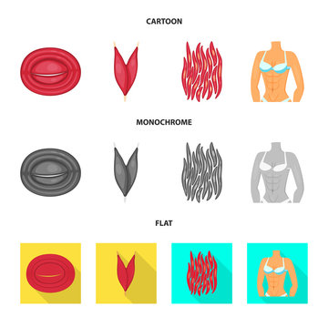 Isolated object of fiber and muscular logo. Set of fiber and body  vector icon for stock.