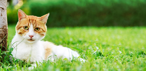 Cute domestic ginger cat relax in outdoor garden.