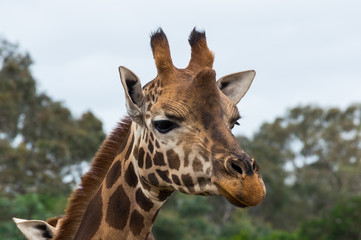 Portrait of a Rothschilds giraffe head