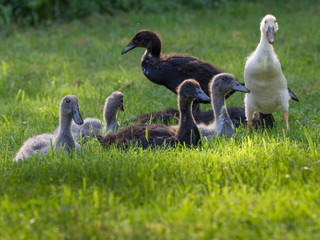 enten