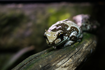 frog on tree