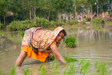Rural woman working in rice plantation