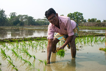 Rural man working in rice plantation