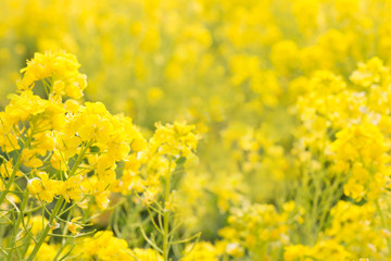 Fototapeta premium 菜の花畑