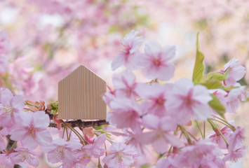 木の家　桜の花