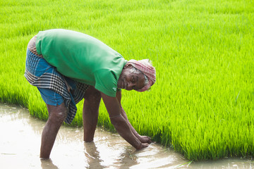 A farmer is working on a rice field