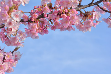 桜の花　青空