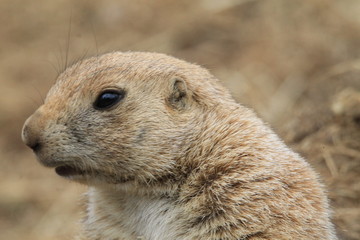 Naklejka premium Prairie Dog