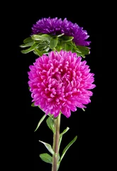 Foto op Canvas Aster flowers isolated on black background © Valerii Zan