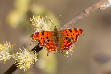 comma butterfly polygonia c-album