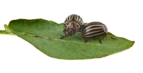 colorado potato beetle on green leaf isolated on white background