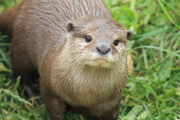 Otter