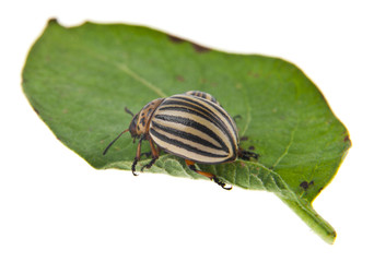 colorado potato beetle on green leaf isolated on white background