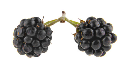 blackberry isolated on white background