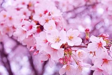 Fototapeta premium ソメイヨシノ