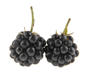 blackberry isolated on white background