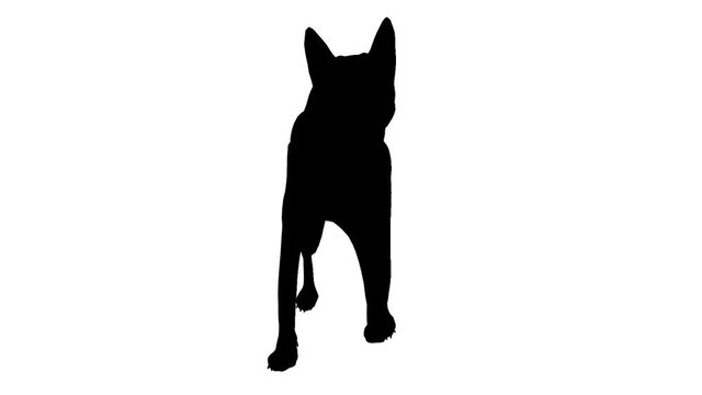 Dog silhouette. Alpha channel. Alpha matte. FullHD.