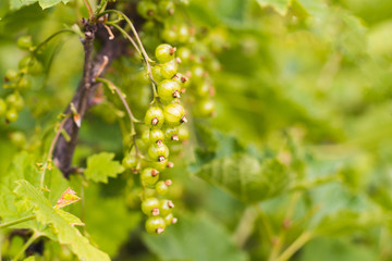 unripe berries of black currant on the Bush