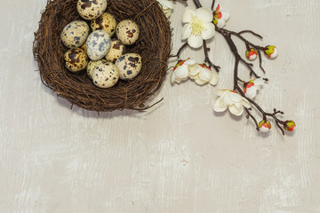 Fototapeta na wymiar quail eggs in the nest and a flowering branch. the view from the top. happy Easter card