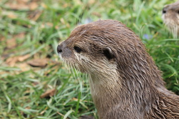 Otter