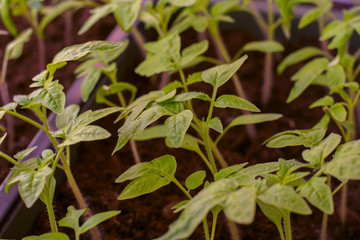 young tomato seedlings