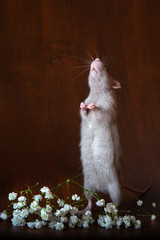 Obraz premium Charming rat on its hind legs. Brown background. Festive picture.