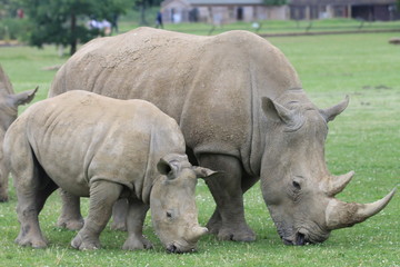 Fototapeta premium Mother and Baby Rhino