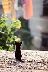 Back view of sitting cute little kitten