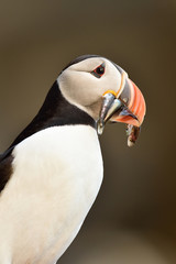 Puffin portrait with beek full of fish on its way to nesting burrow