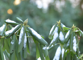 Rhododendron during winter in a garden somwhere in Poland.