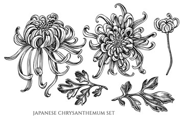 Vector collection of hand drawn black and white japanese chrysanthemum - obrazy, fototapety, plakaty