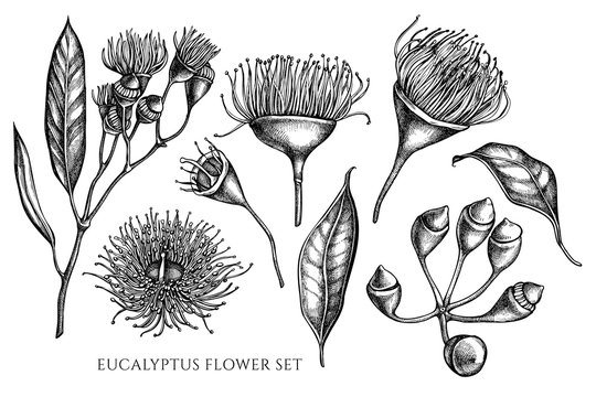 Vector collection of hand drawn black and white eucalyptus flower
