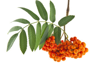 rowan berries on a branch isolated on white background