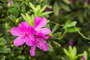 Blooming pink azalea after rain 