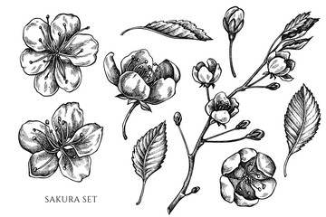 Vector collection of hand drawn black and white sakura © Sad