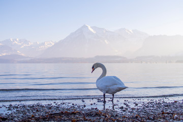 Swan on a background of mountains, Warm spring day