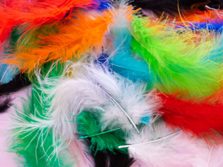 Many feathers dyed in various colors