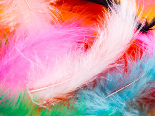Many feathers dyed in various colors