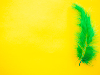 Green feather on a yellow background