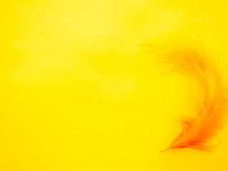 Orange feather on a yellow background