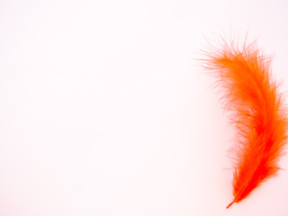 Orange feather on a pastel pink background