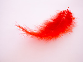 Red feather on a pastel pink background