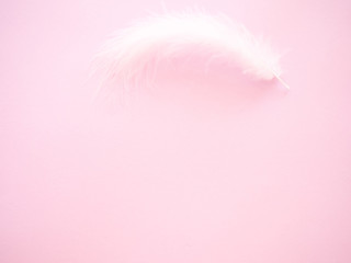 Fototapeta na wymiar White feather on a pastel pink background